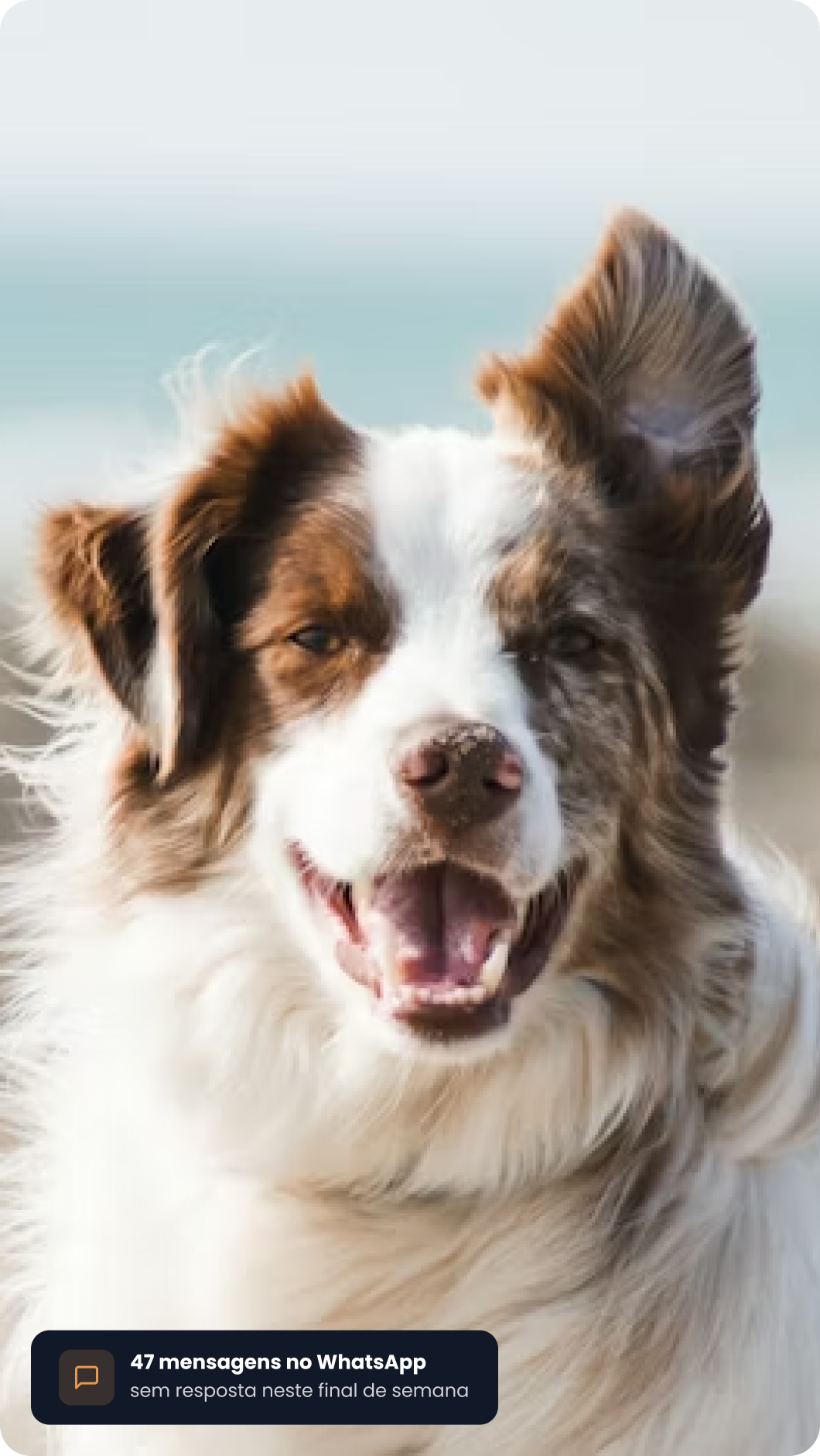 Cachorro ao lado de uma notificação de mensagens sem resposta